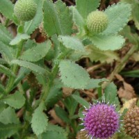 Sphaeranthus indicus L.